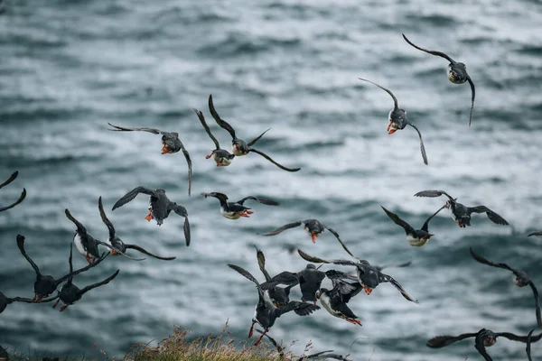 Atlantic Puffin or Common Puffin, Fratercula arctica, in flight on Mykines, Faroe Islands — Stock Photo, Image