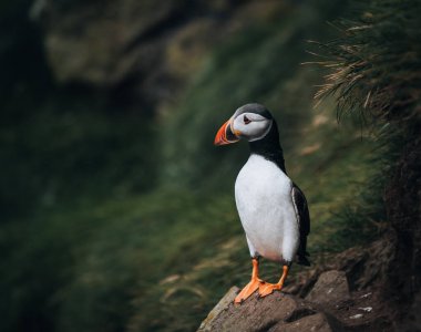 Atlantik martı kuşu ya da okyanus mavisi arka planda bilinen martı. Fratercula arkktika. Kuzey Atlantik 'teki Faroe Adaları' nda çekildi.
