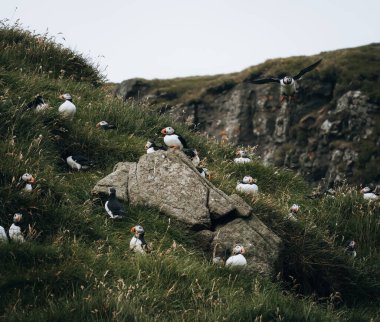 Atlantik martısı veya Fratercula arktika, Mykines, Faroe Adaları 'nda uçuyor.