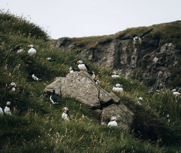 Atlantic Puffin or Common Puffin, Fratercula arctica, in flight on Mykines, Faroe Islands — Stock Photo, Image