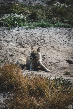 Ilulissat, Grönland 'da zincirli kızak köpeği ya da Husky.