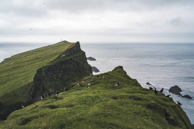 Kuzey Atlantik Okyanusu 'ndaki Faroe Adaları' nın bir parçası olan Mykines Adası 'ndaki martiniler..