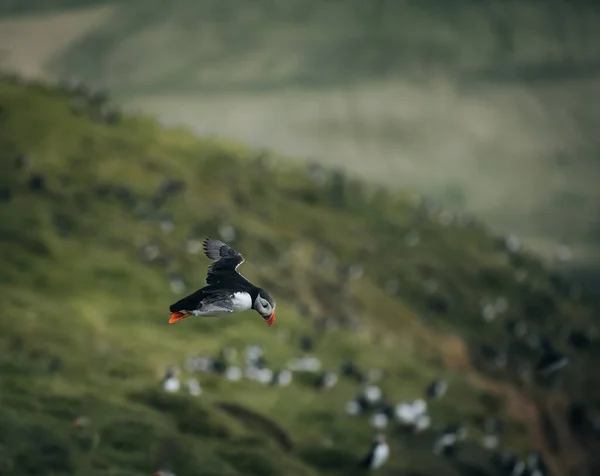 Atlantic Puffin or Common Puffin, Fratercula arctica, in flight on Mykines, Flee Islands — стоковое фото