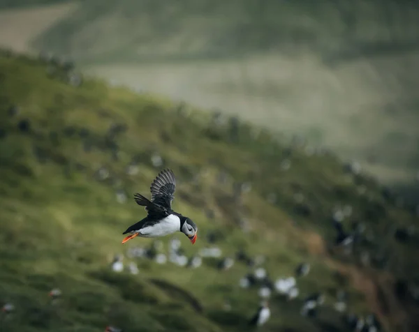 Atlantik martısı veya Fratercula arktika, Mykines, Faroe Adaları 'nda uçuyor. — Stok fotoğraf