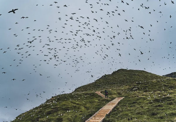 Puffins en la isla Mykines, parte de las Islas Feroe en el océano Atlántico Norte. —  Fotos de Stock