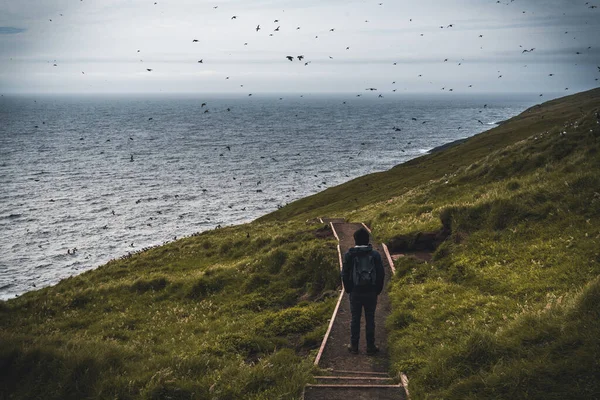 Fiatalember turista utazó áll között puffins a Mykines-sziget, része a Feröer-szigetek az Atlanti-óceán északi részén. — Stock Fotó