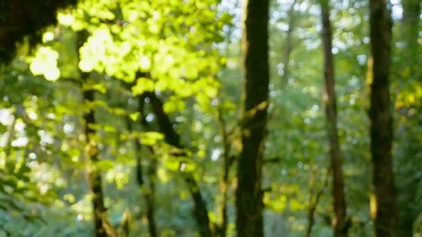Розмитий фон, тропічні ліси з сонячними променями, що пробиваються крізь листя — стокове відео