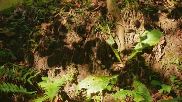 Sombra de folhas em uma parede de pedra velha na luz solar. fundo natural — Vídeo de Stock