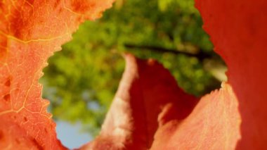 Ağaçların yaprakları arasında düşen eğri bir akçaağaç yaprağının manzarası.