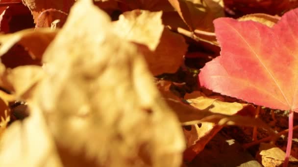 Close-up extremo, detalhado. folhas de bordo caídas brilhantes multicoloridas — Vídeo de Stock