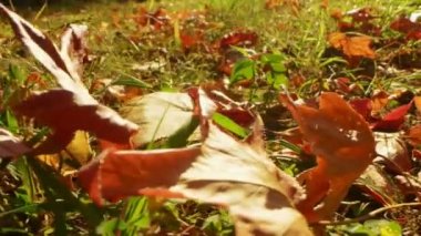 Aşırı yakın plan, detaylı. çok renkli parlak akçaağaç yaprakları