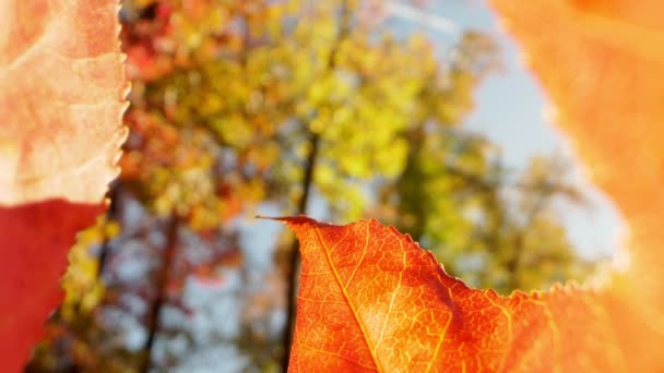 Μια άποψη μέσα από ένα στριμμένο πεσμένο φύλλο σφενδάμου στο φθινοπωρινό φύλλωμα των δέντρων — Αρχείο Βίντεο