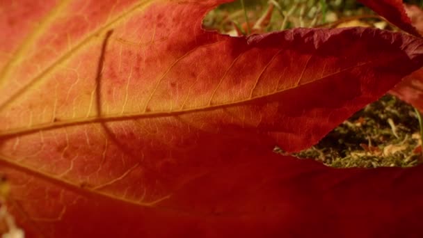 Gros plan extrême, détaillé. feuilles d'érable éclatantes multicolores — Video