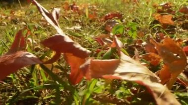 Aşırı yakın plan, detaylı. çok renkli parlak akçaağaç yaprakları