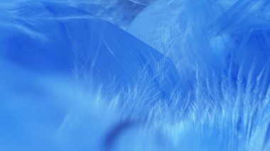 Süper yakın plan, detaylar. Boyunluk takmış mavi tüylü. Boşluğu kopyala