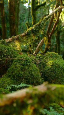 Yakın çekim, ormanda yosun rüzgarda çırpınıyor. Güneşin ışıkları.