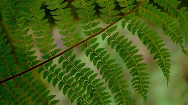 Close-up. varen blad met sporen in het bos in de wind — Stockfoto