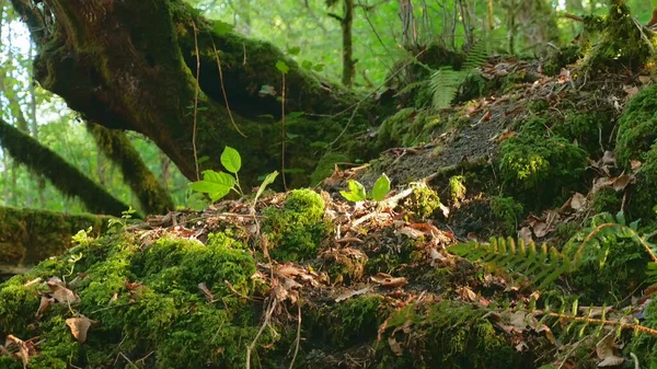 Close-up, mos in het bos fladderend in de wind. de lichten van een zon — Stockfoto