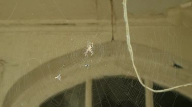 Bir örümcek ağı ve yıkılmış bir binanın camında bir örümcek. 4k.