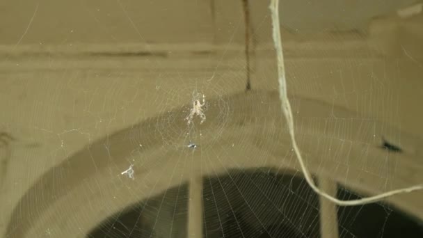 Een spinnenweb en een spin op het raam van een geruïneerd gebouw. 4k. — Stockvideo