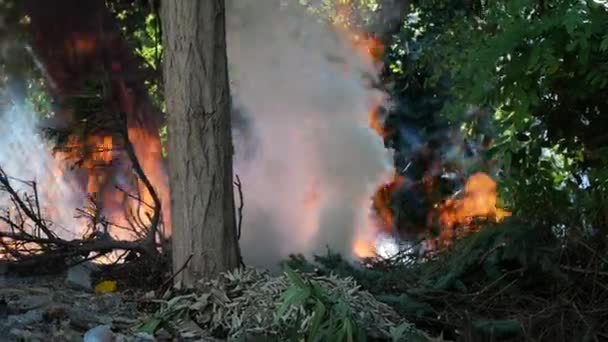 Požár v lese. ekologická katastrofa. koncepce ochrany životního prostředí — Stock video