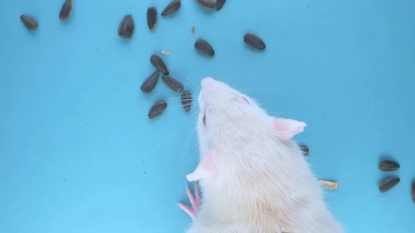 Zicht van bovenaf. witte rat eet zonnebloempitten op een blauwe achtergrond — Stockfoto