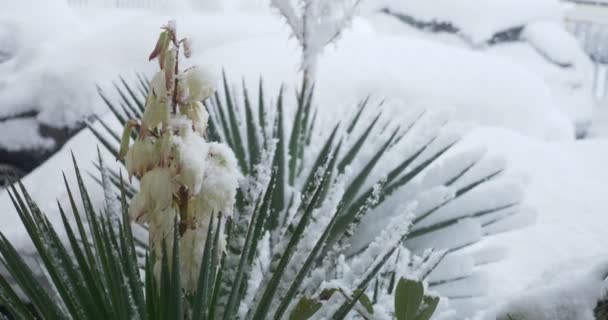 Närbild, vita yucca blommor under snön. naturliga anomali, klimatförändringar — Stockvideo