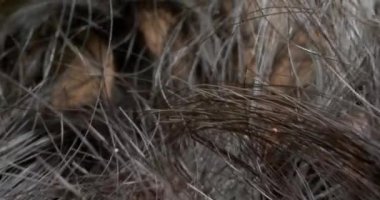 Siyah dalgalı insan saçının detaylı bir yakın çekimi. doku arkaplanı