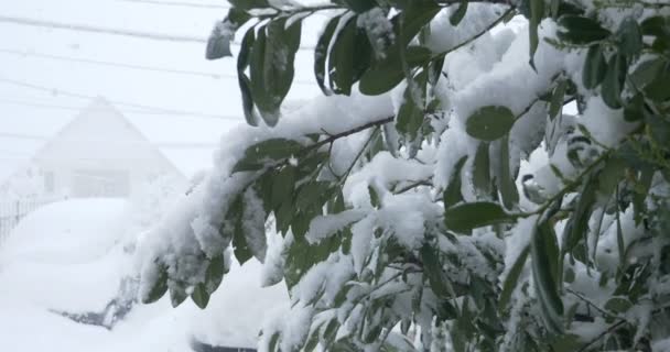 Magnolia blad täckta med snö under snöfall — Stockvideo