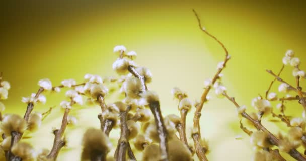 Detailed extreme close-up of a pussy willow on a yellow background — Video Stock