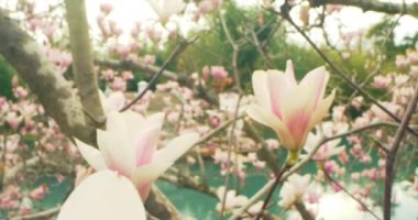 Mavi gölün arka planında, ağaçtaki pembe manolya çiçeklerinin detaylı yakın çekimi.