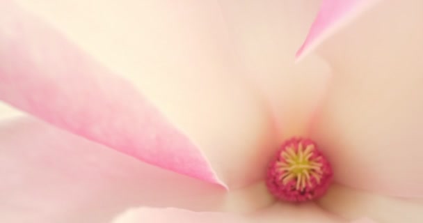 Pohled zevnitř i zvenčí na jemnou růžovou magnólii na stromě. detailní extrémní detailní záběr. rozmazané pozadí — Stock video
