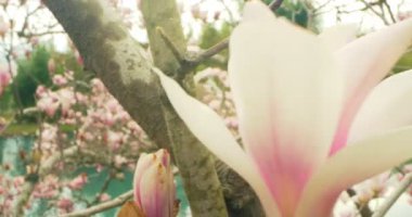 Mavi gölün arka planında, ağaçtaki pembe manolya çiçeklerinin detaylı yakın çekimi.