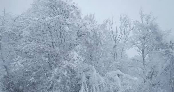 Nevadas en el bosque, ramas de árboles cubiertas de nieve sobre un fondo de cielo blanco — Vídeo de stock
