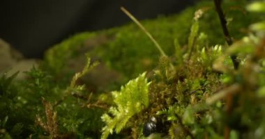 detailed extreme close-up of moss and grass in the forest. dark background