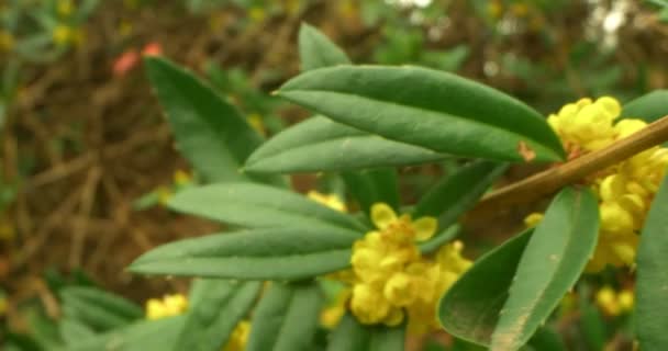 Detailed extreme close-up of yellow flowers of Juliana barberry on the branches in the park — Wideo stockowe