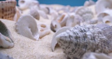 Detaylı bir yakın çekim, beyaz kumdaki deniz kabukları.