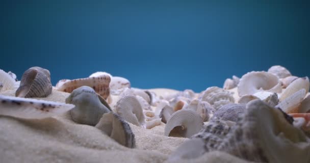 Λεπτομερείς ακραίες γκρο πλαν, κοχύλια σε λευκή άμμο — Αρχείο Βίντεο