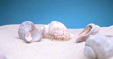 Detaylı bir yakın çekim, beyaz kumdaki deniz kabukları.
