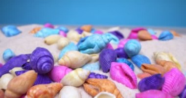 Beyaz kumdaki çok renkli deniz kabuklarının detaylı bir yakın çekimi.