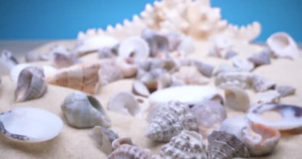 Detallado primer plano extremo de conchas marinas y estrellas de mar sobre arena blanca — Vídeo de stock