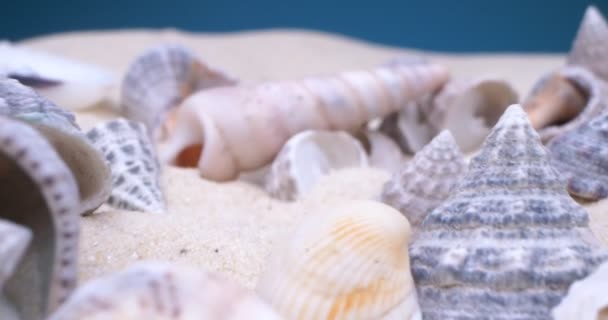 Detallado primer plano extremo, conchas de caracol sobre arena blanca — Vídeos de Stock