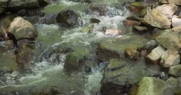 Fond naturel. rivière de montagne qui coule à travers les pierres dans la forêt — Video