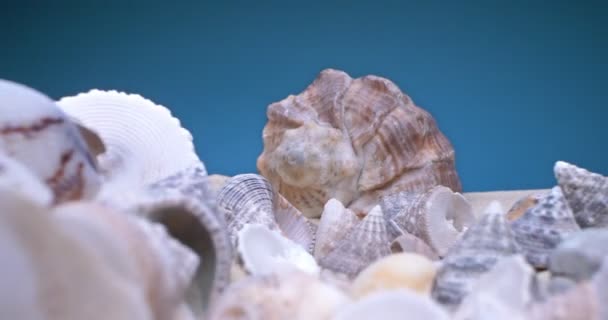 Detallado primer plano extremo de conchas pequeñas y grandes de conchas de rapán en la arena sobre un fondo azul — Vídeos de Stock
