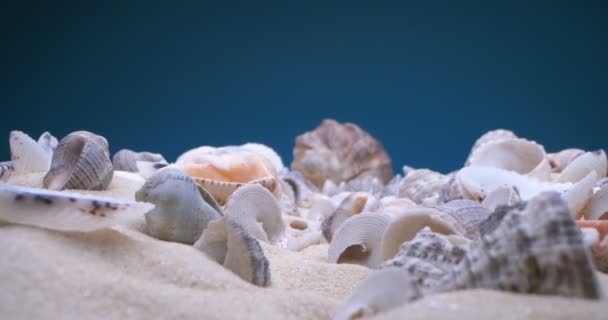 Détail extrême gros plan de petites et grandes coquilles de coquilles de rapan sur le sable sur un fond bleu — Video