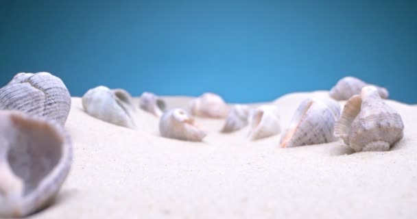 Detailed extreme close-up, conch shells on white sand — Stock Video