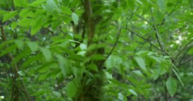 Ormanda rüzgarda ağaçların yemyeşil yapraklarına yakın çekim