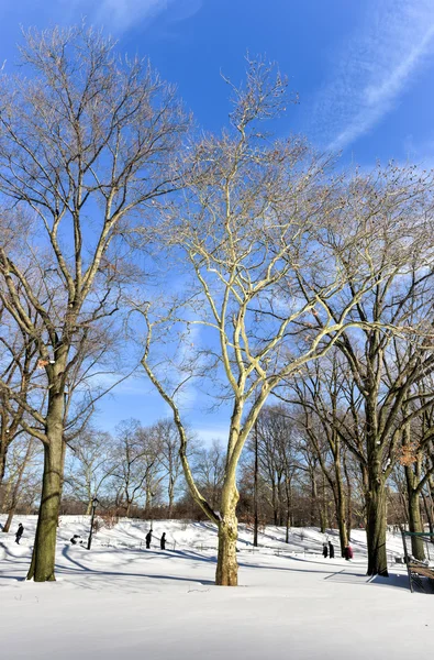 Central Park το χειμώνα — Φωτογραφία Αρχείου