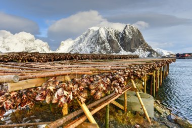 Stockfish - Reine, Lofoten Adaları, Norveç