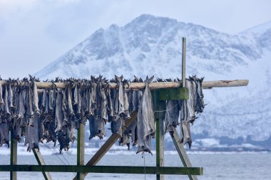 Stockfish - Gimsoy, Lofoten Adası, Norveç kurutma